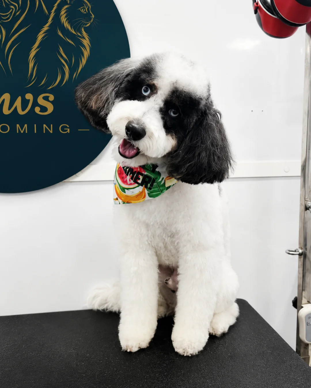 Dog after Fresh Coat grooming transformation