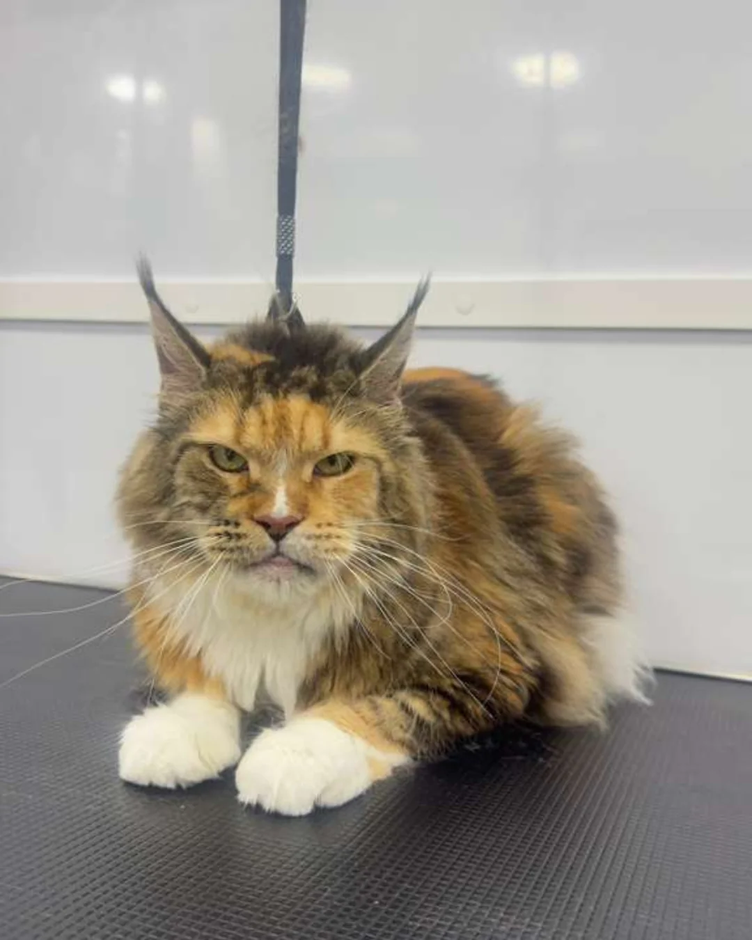 Pet after a polished grooming service