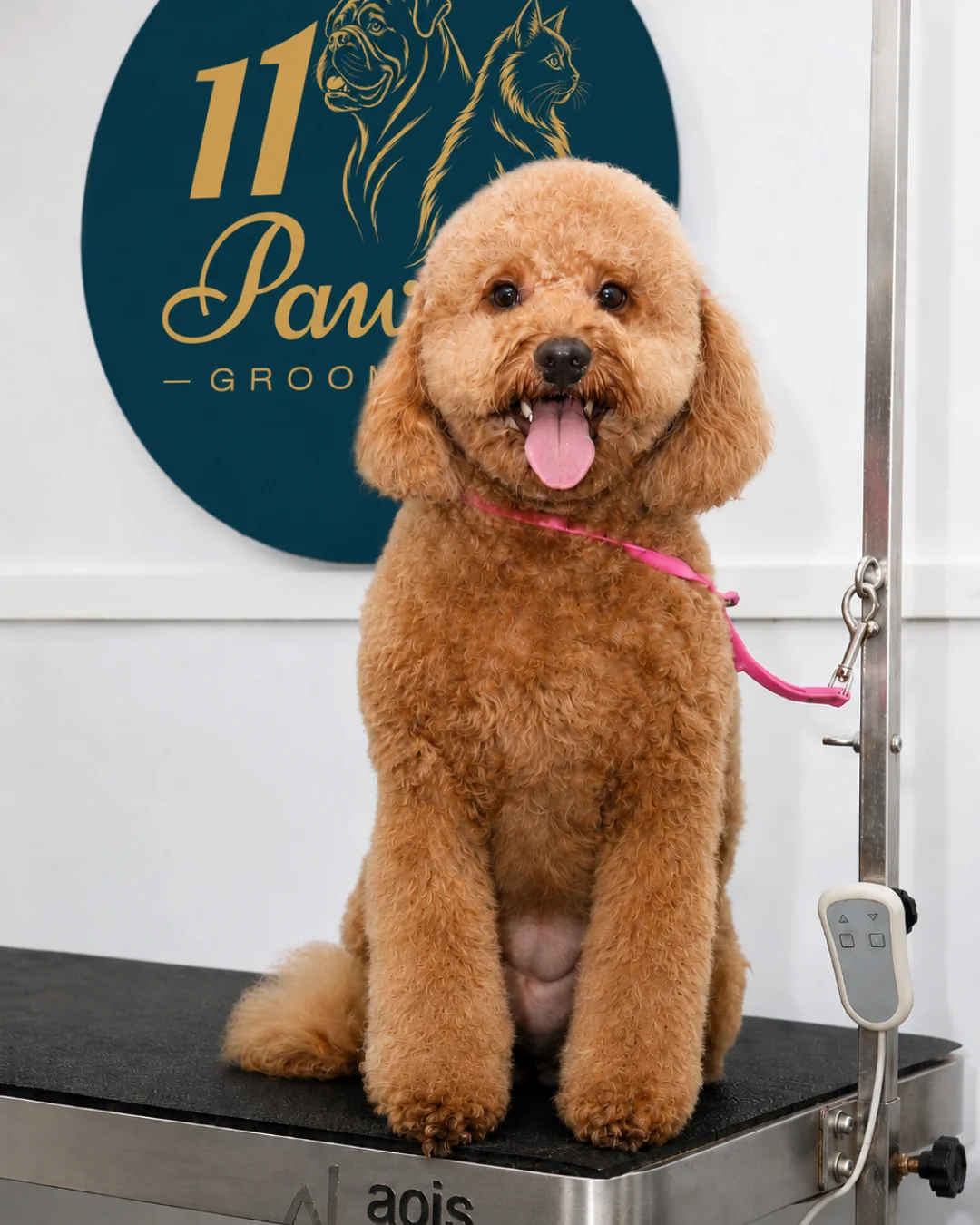Pet after fresh and fluffy grooming service