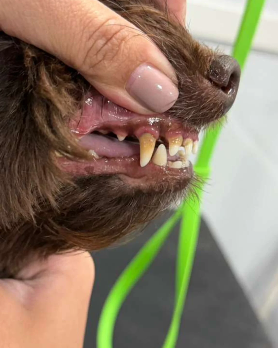Pet before professional grooming transformation