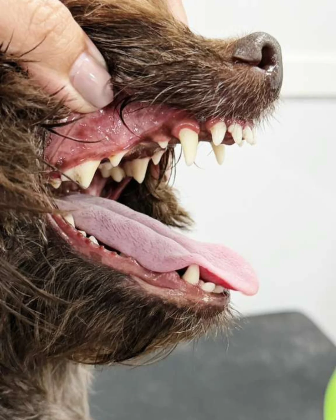 Pet after professional grooming transformation