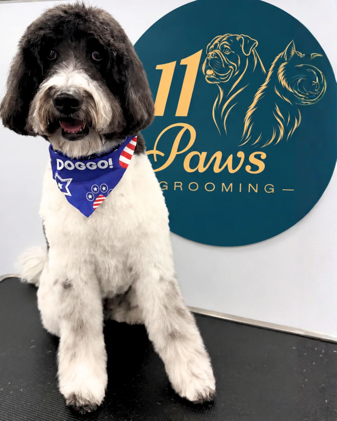 Dog before Fresh Coat grooming transformation