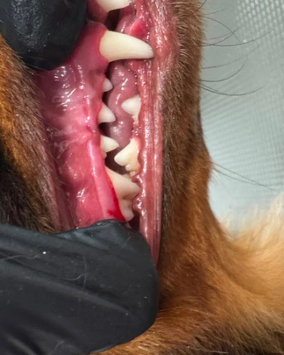 Pet after premium grooming transformation