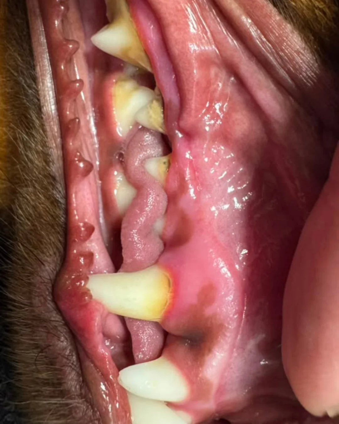 Pet before premium grooming transformation