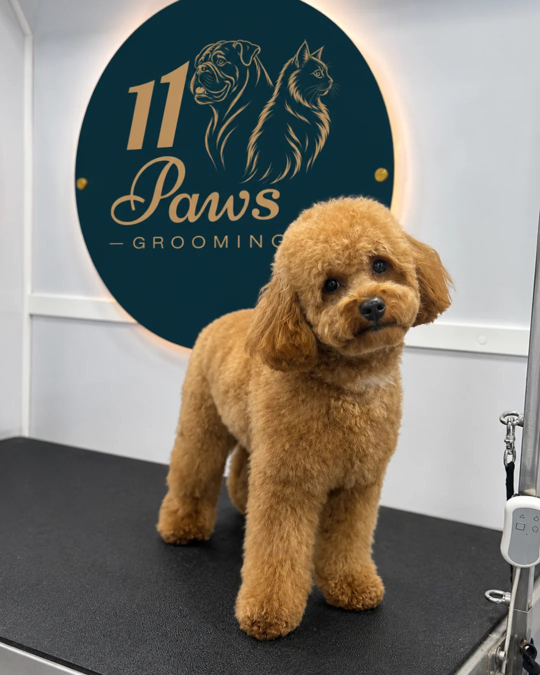 Dog after professional haircut