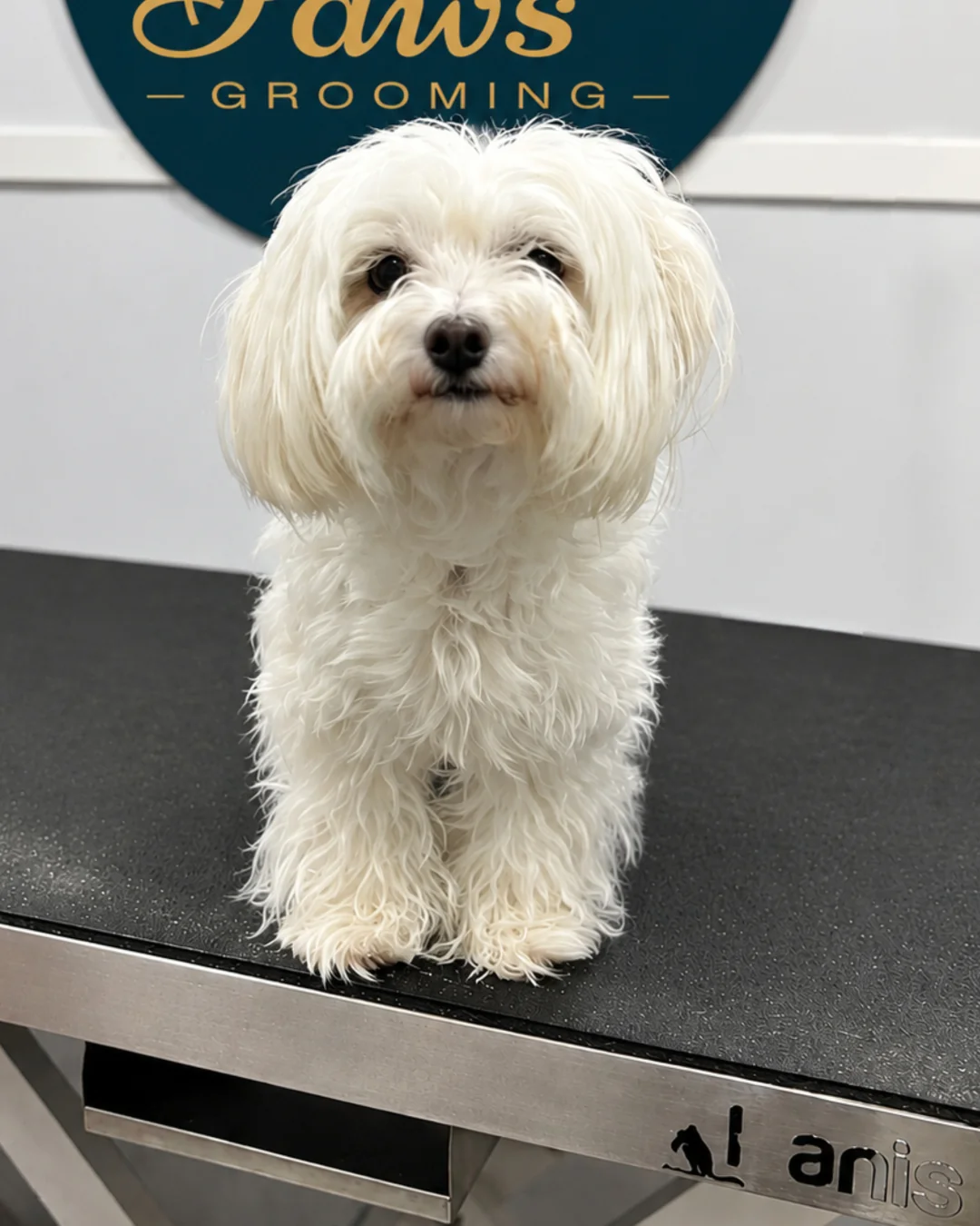 Dog before a luxury mobile grooming bath