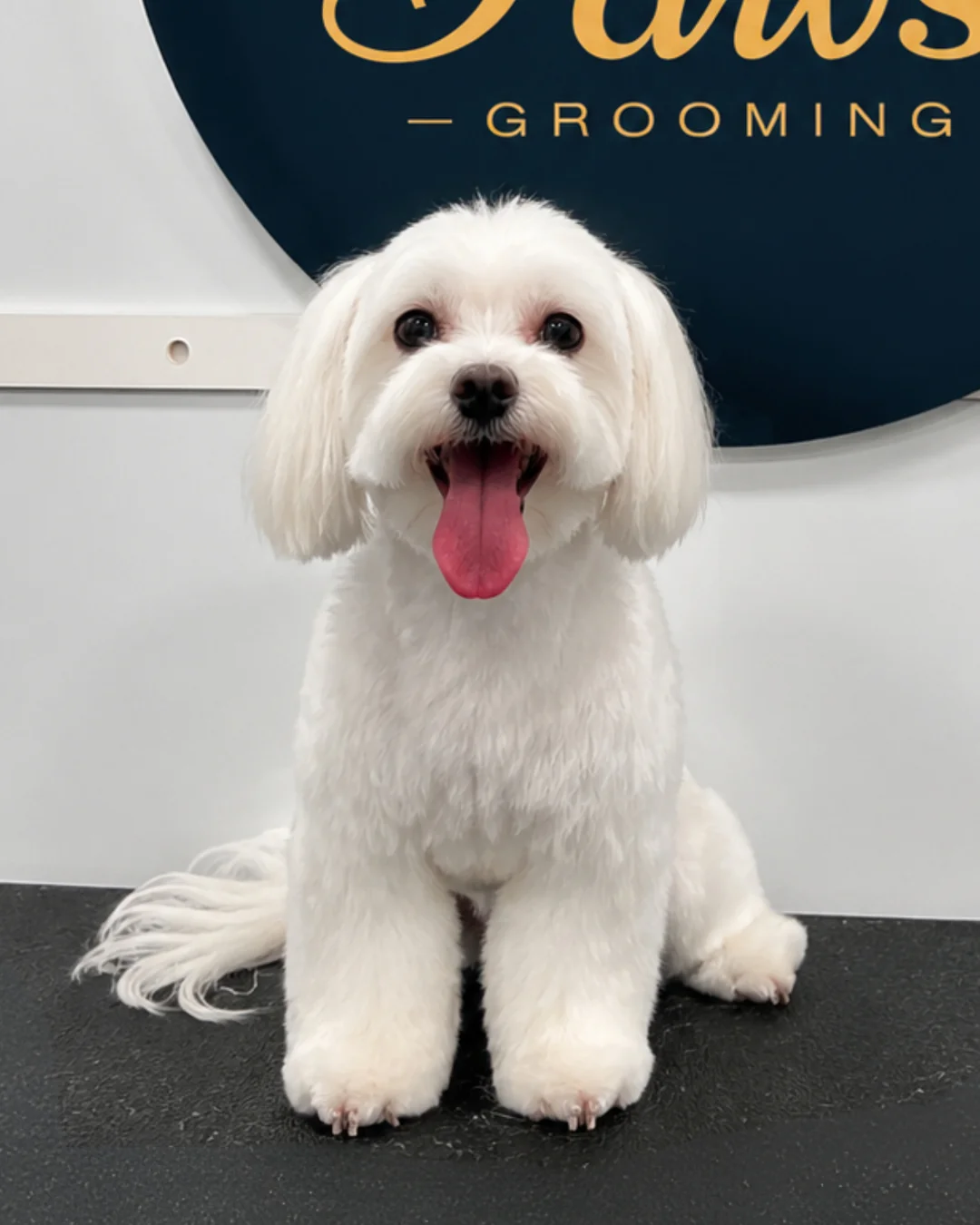 Dog after a luxury mobile grooming bath
