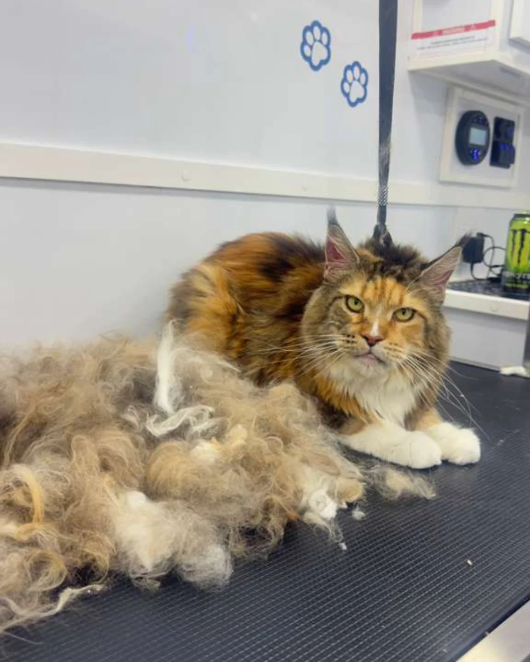 Pet before a polished grooming service