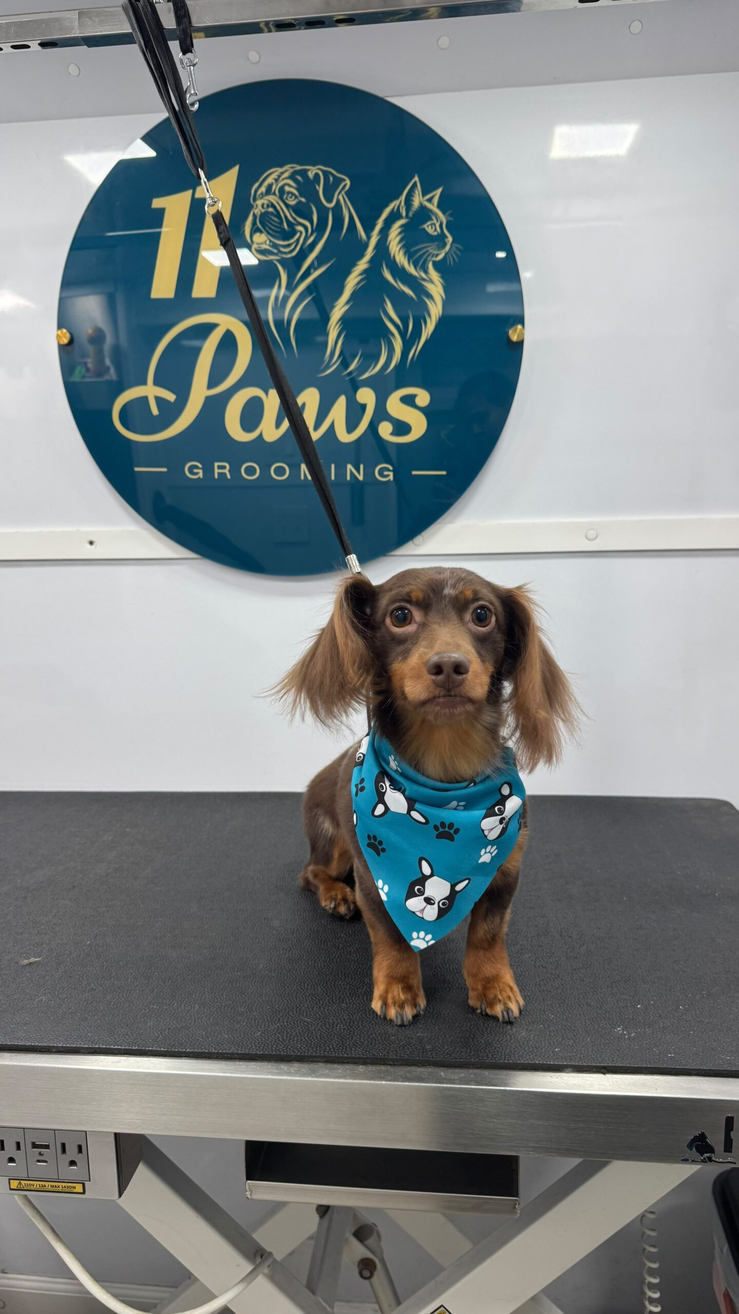 11 Paws grooming result