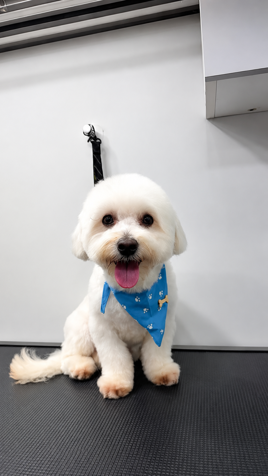 11 Paws grooming result
