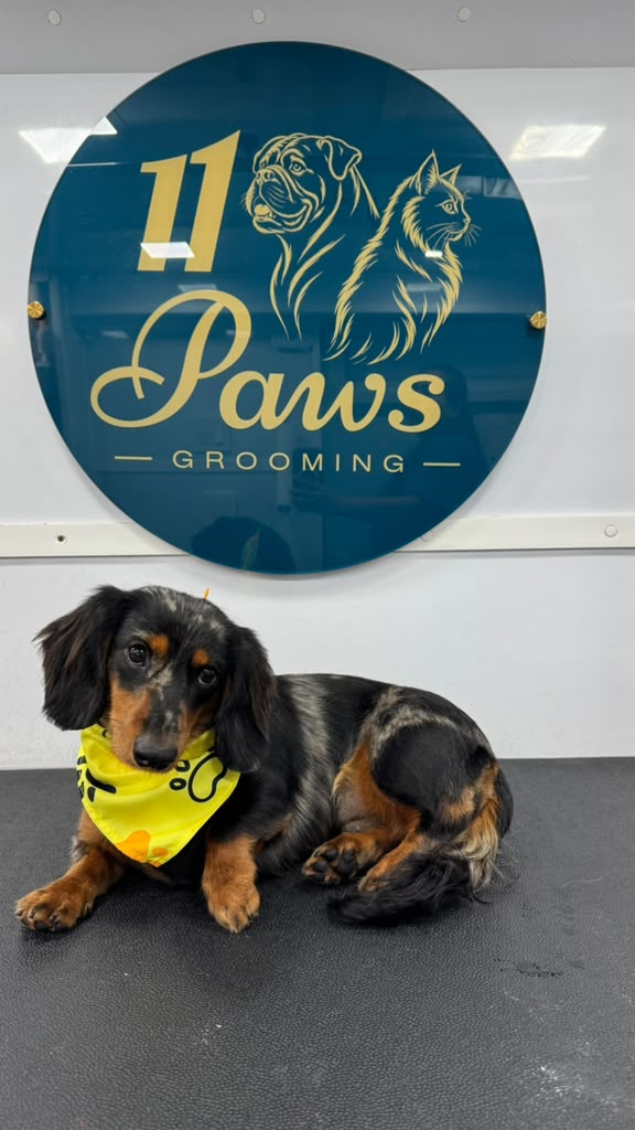 11 Paws grooming result
