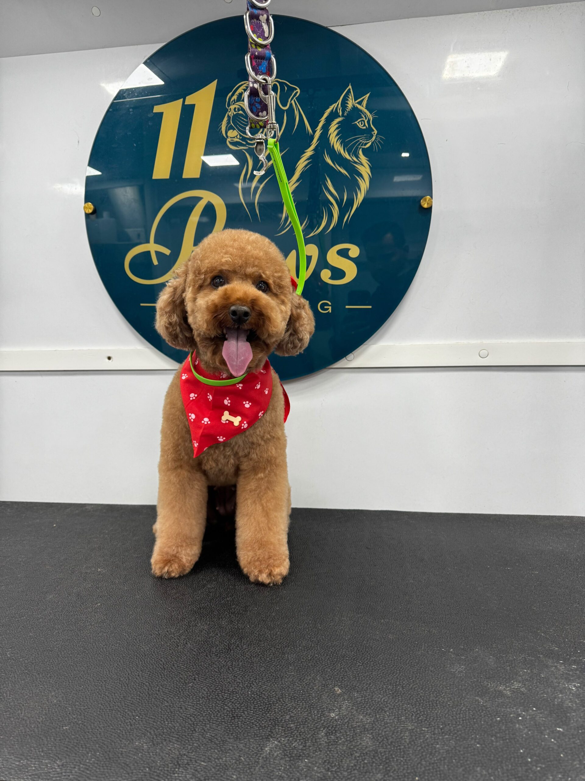Mini Goldendoodle grooming result