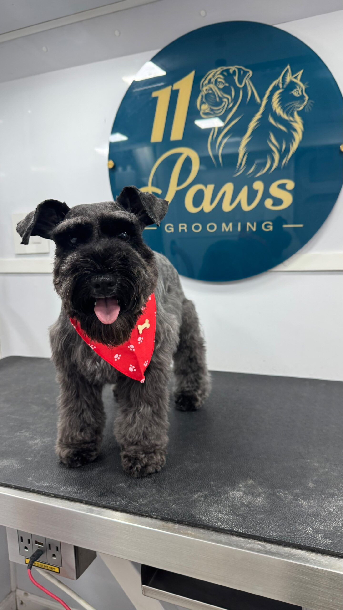 Schnauzer grooming result