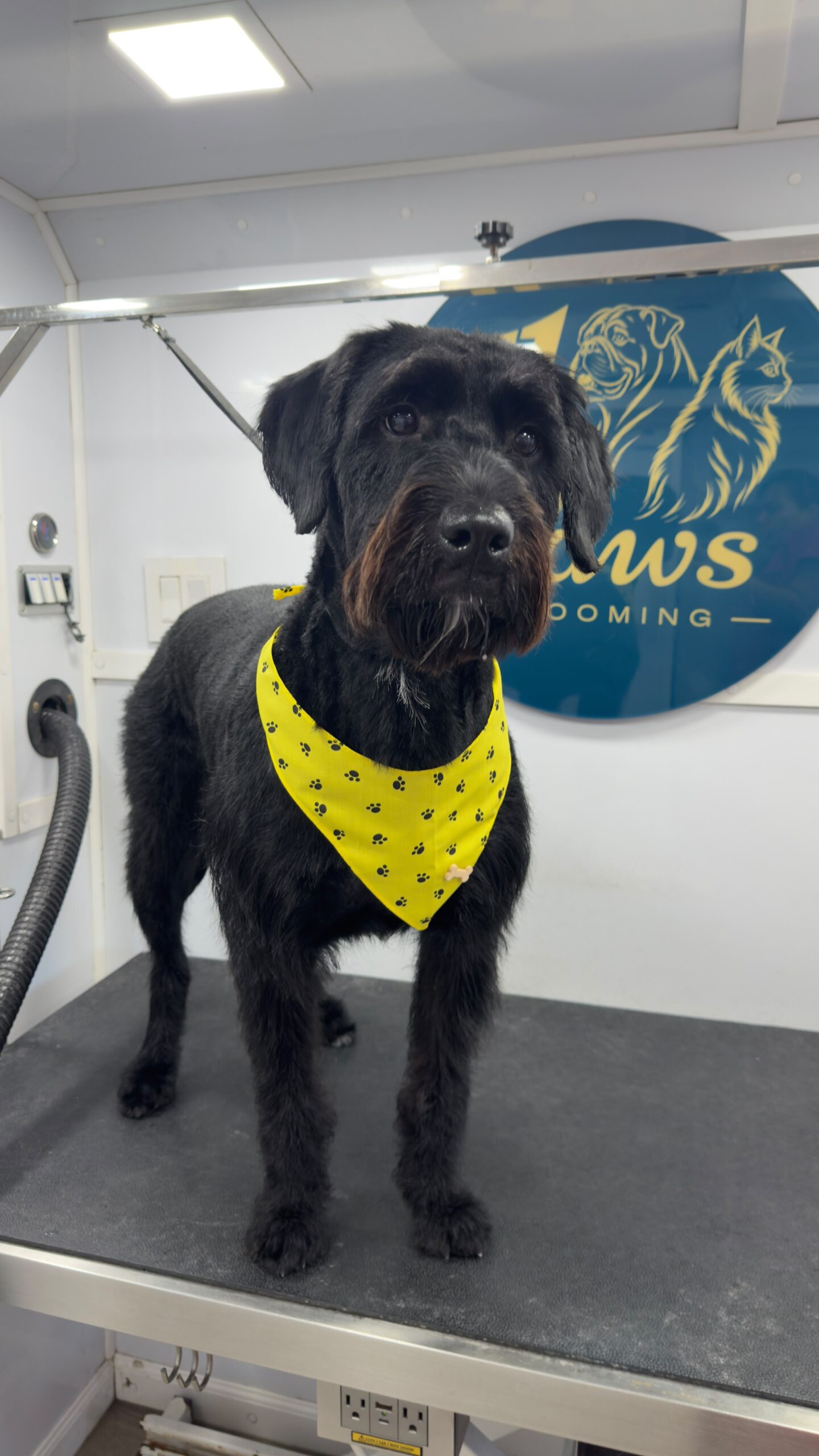 Schnauzer grooming result