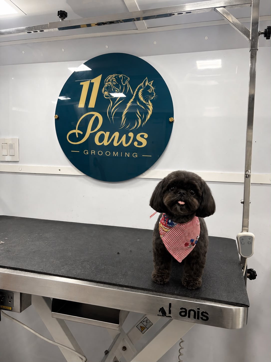 Shih Tzu grooming result