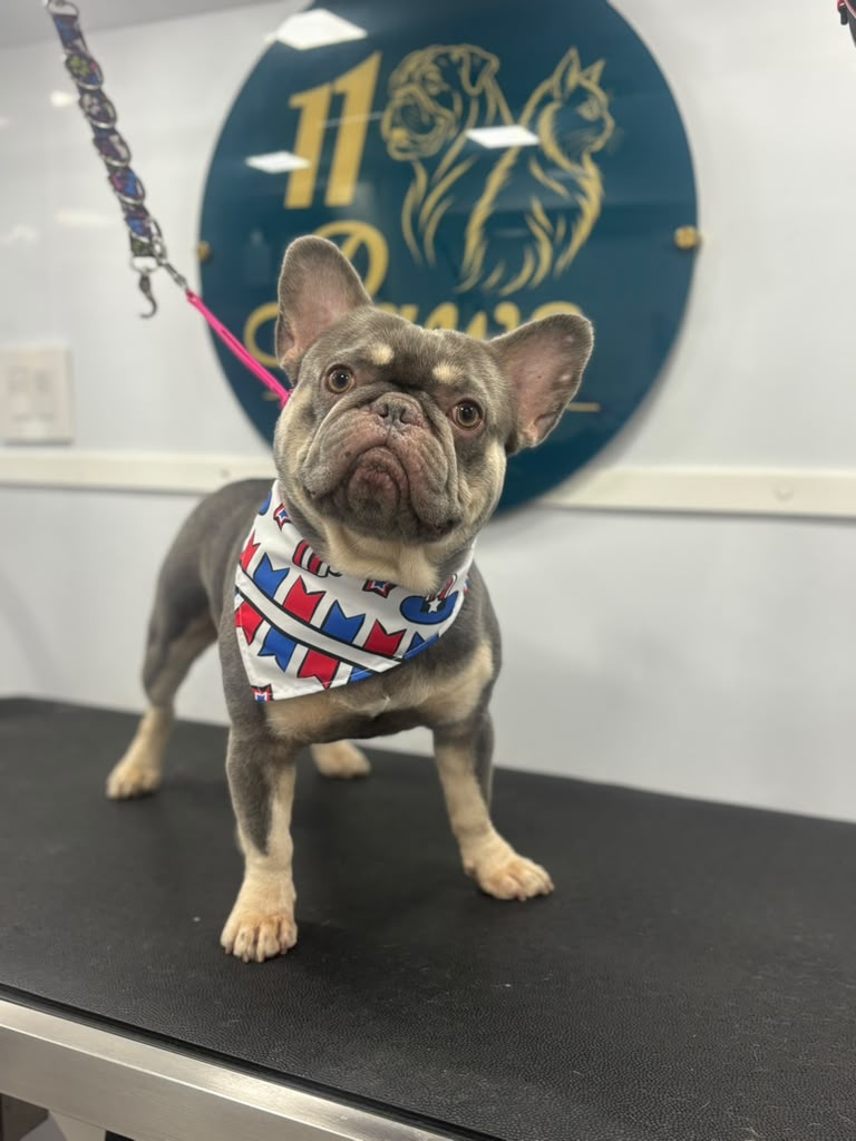 11 Paws grooming result