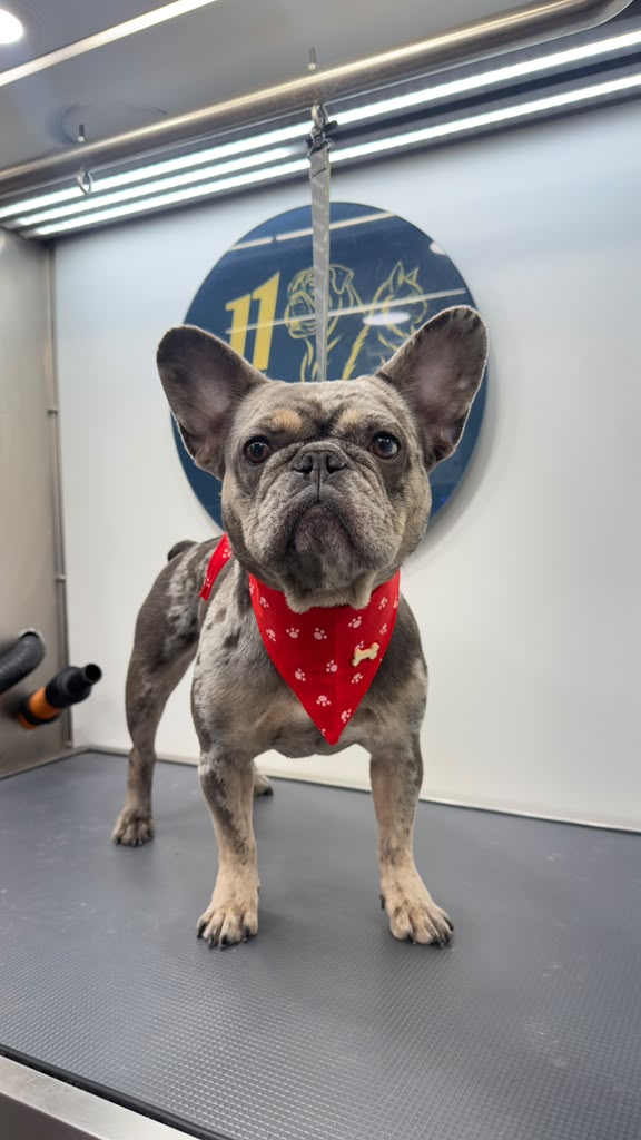11 Paws grooming result