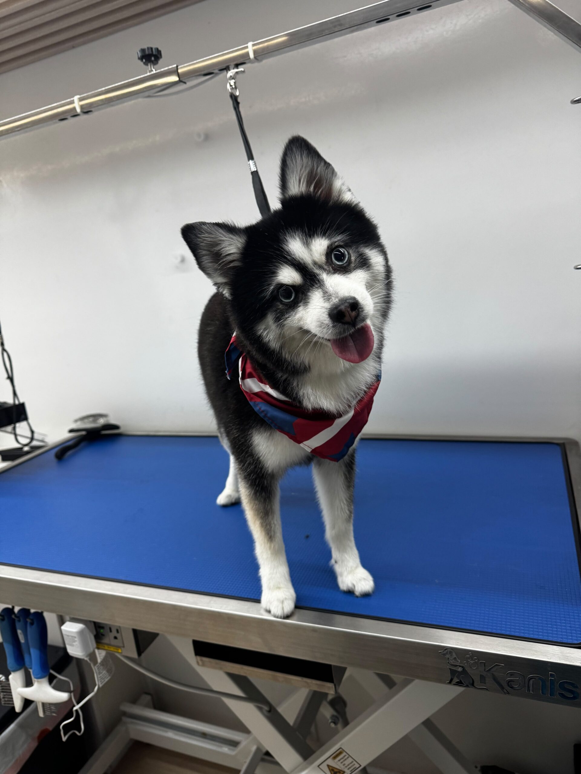 11 Paws grooming result
