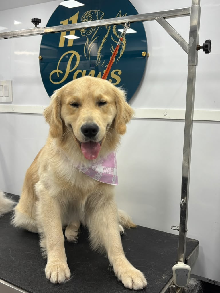 11 Paws grooming result