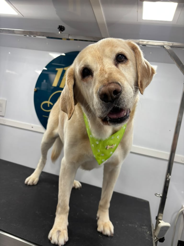 11 Paws grooming result