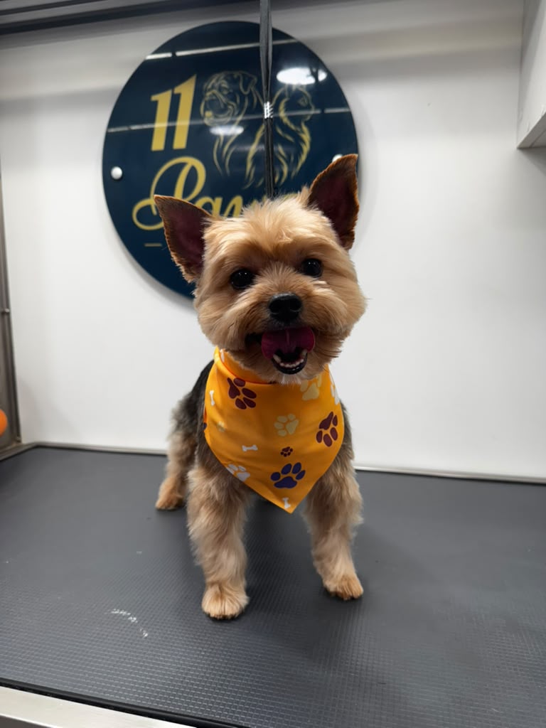 11 Paws grooming result