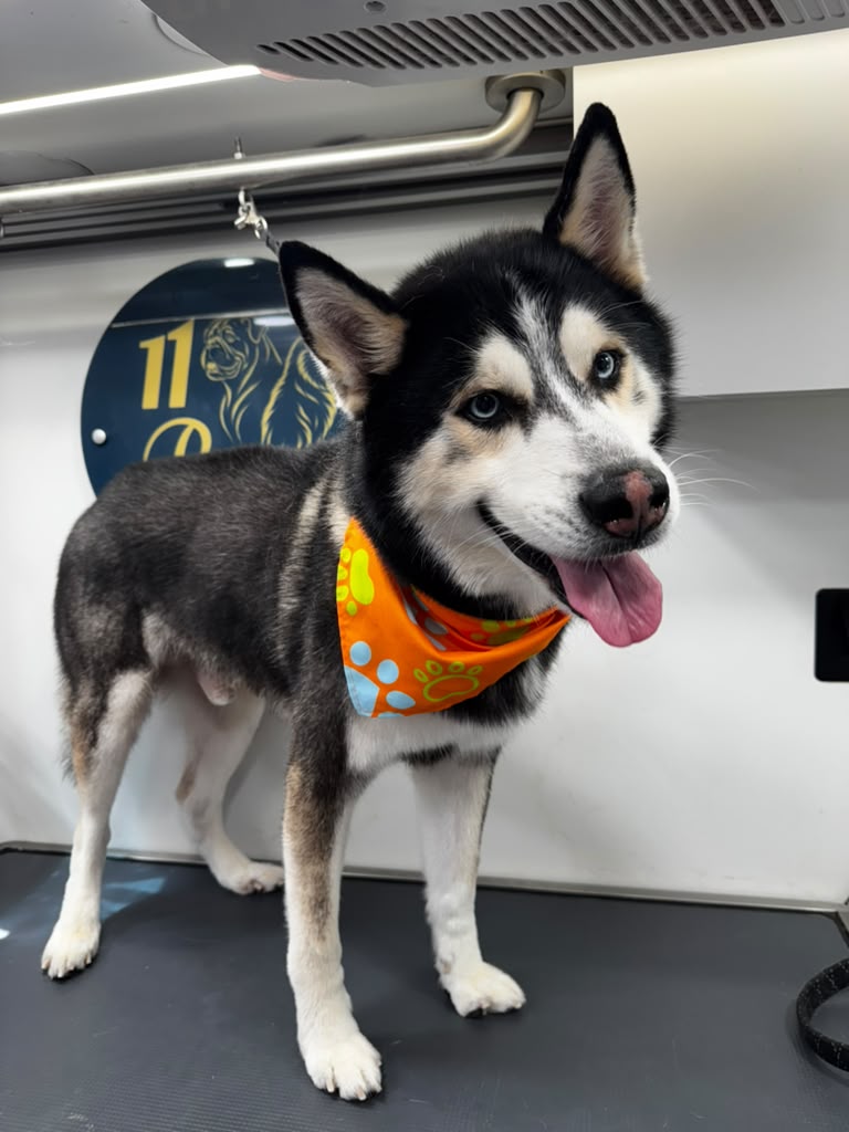Dog after 11 Paws grooming transformation