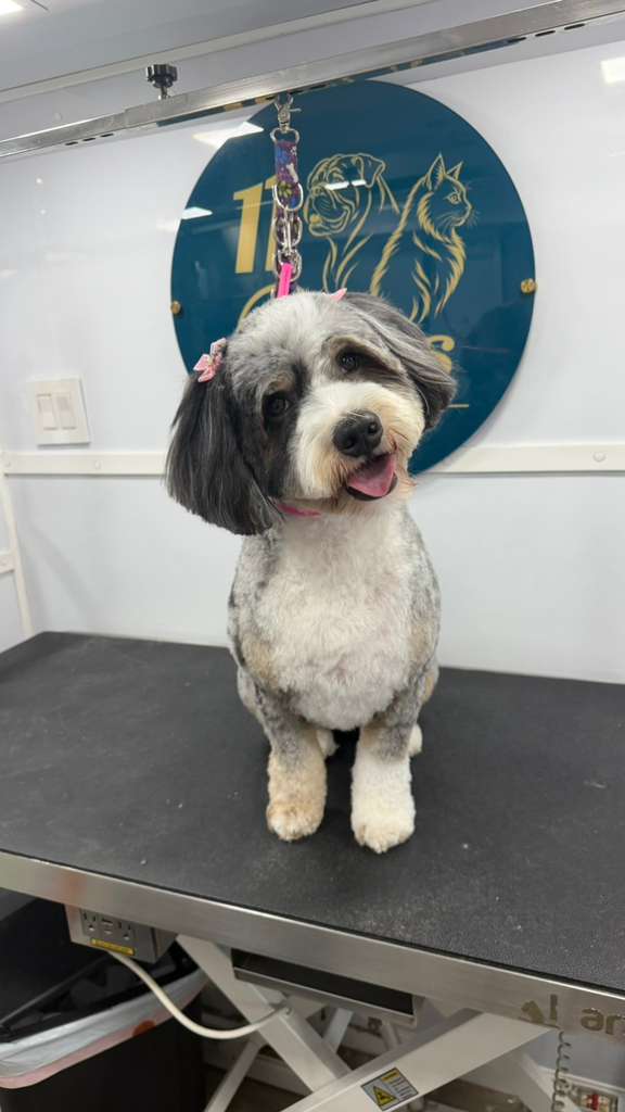 Bernedoodle grooming result