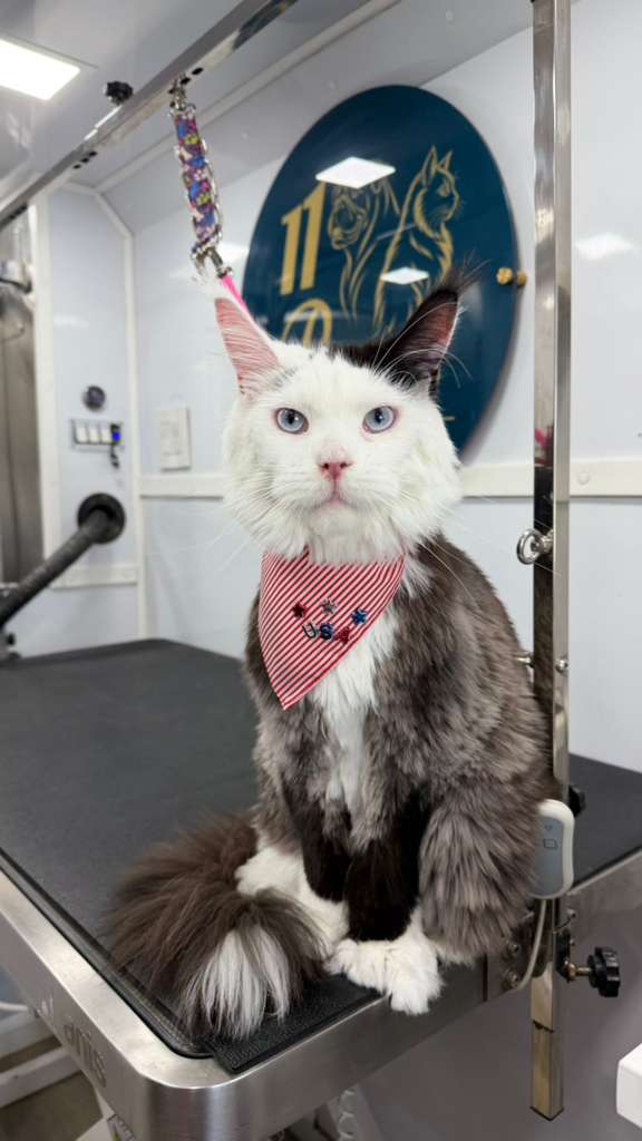 Maine Coon grooming result