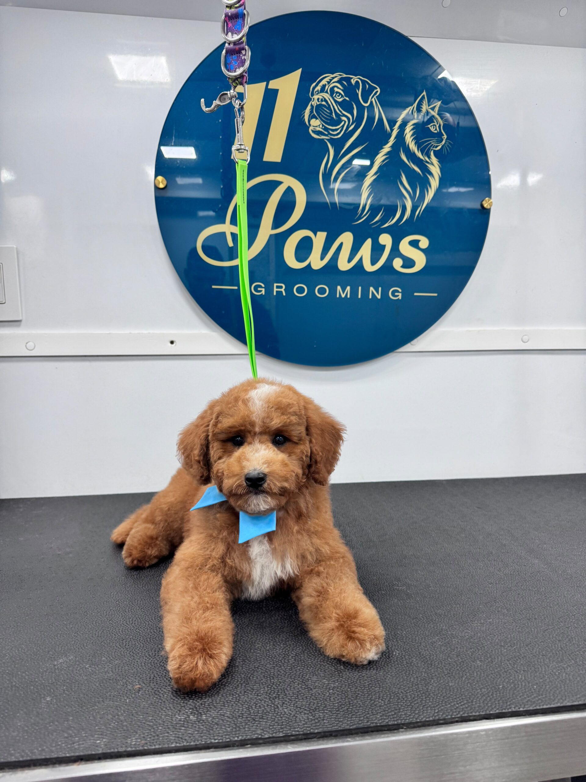 Cavapoo grooming result
