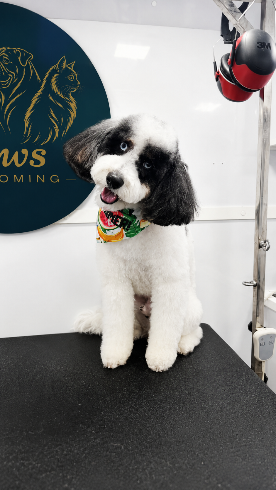 Doodle grooming result