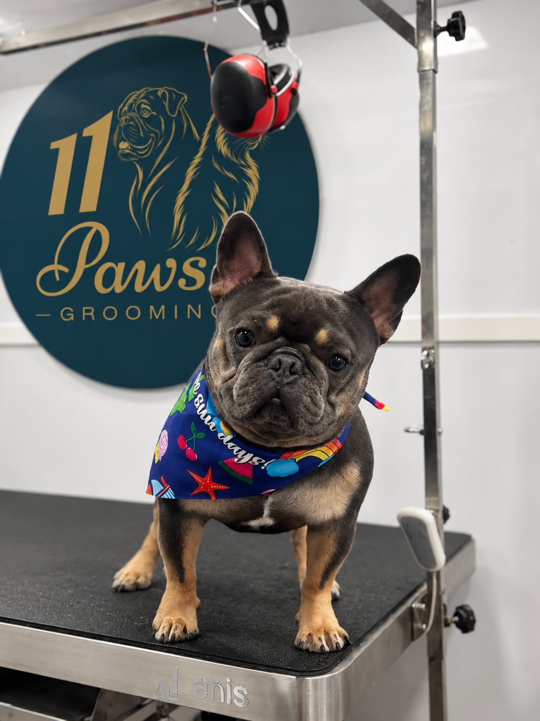 French Bulldog grooming result