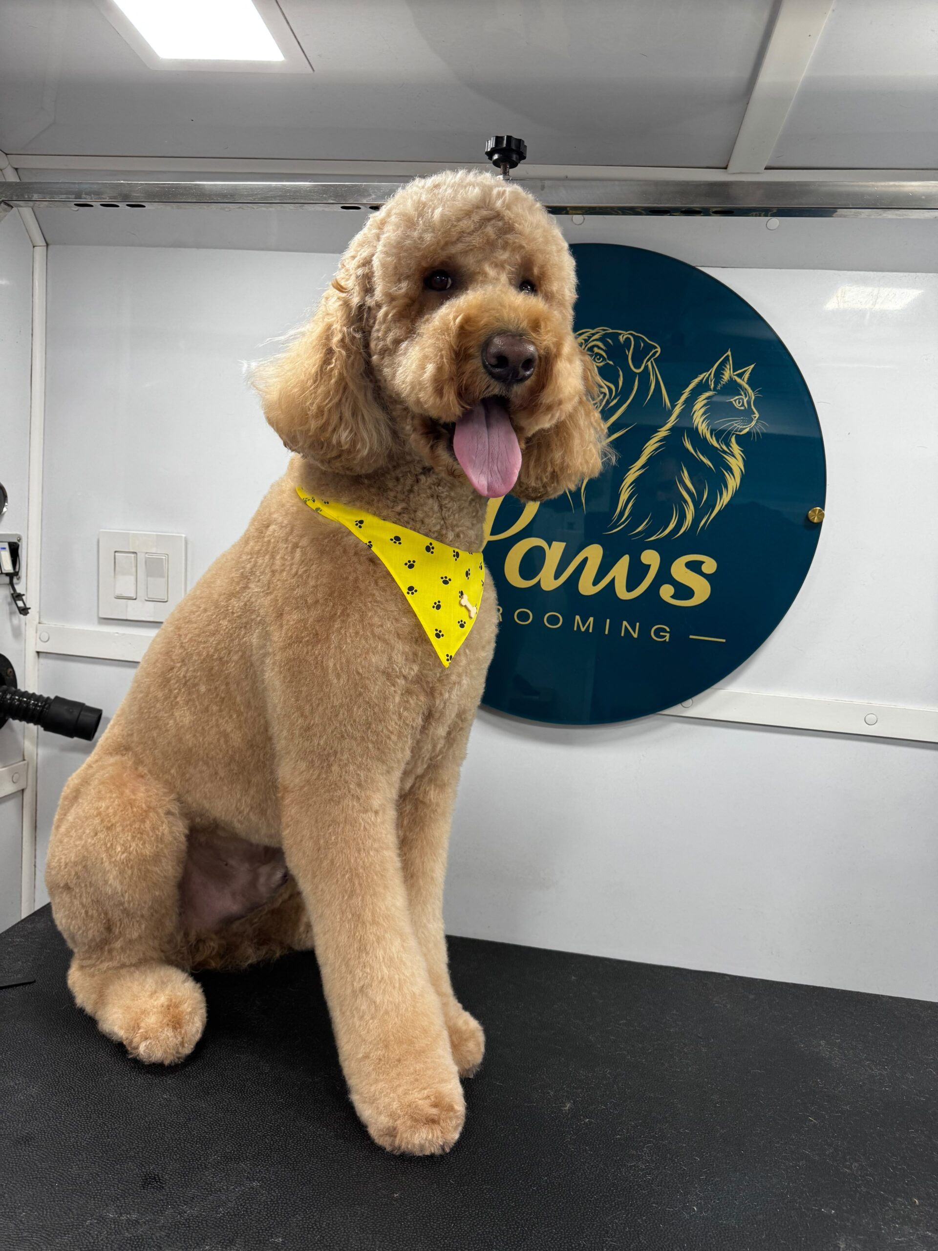Goldendoodle grooming result