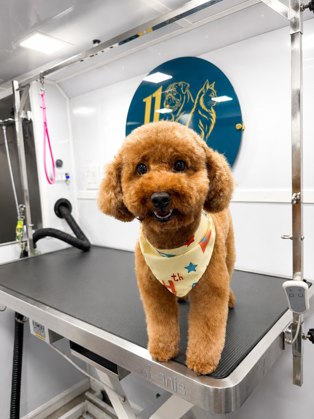 Goldendoodle grooming result