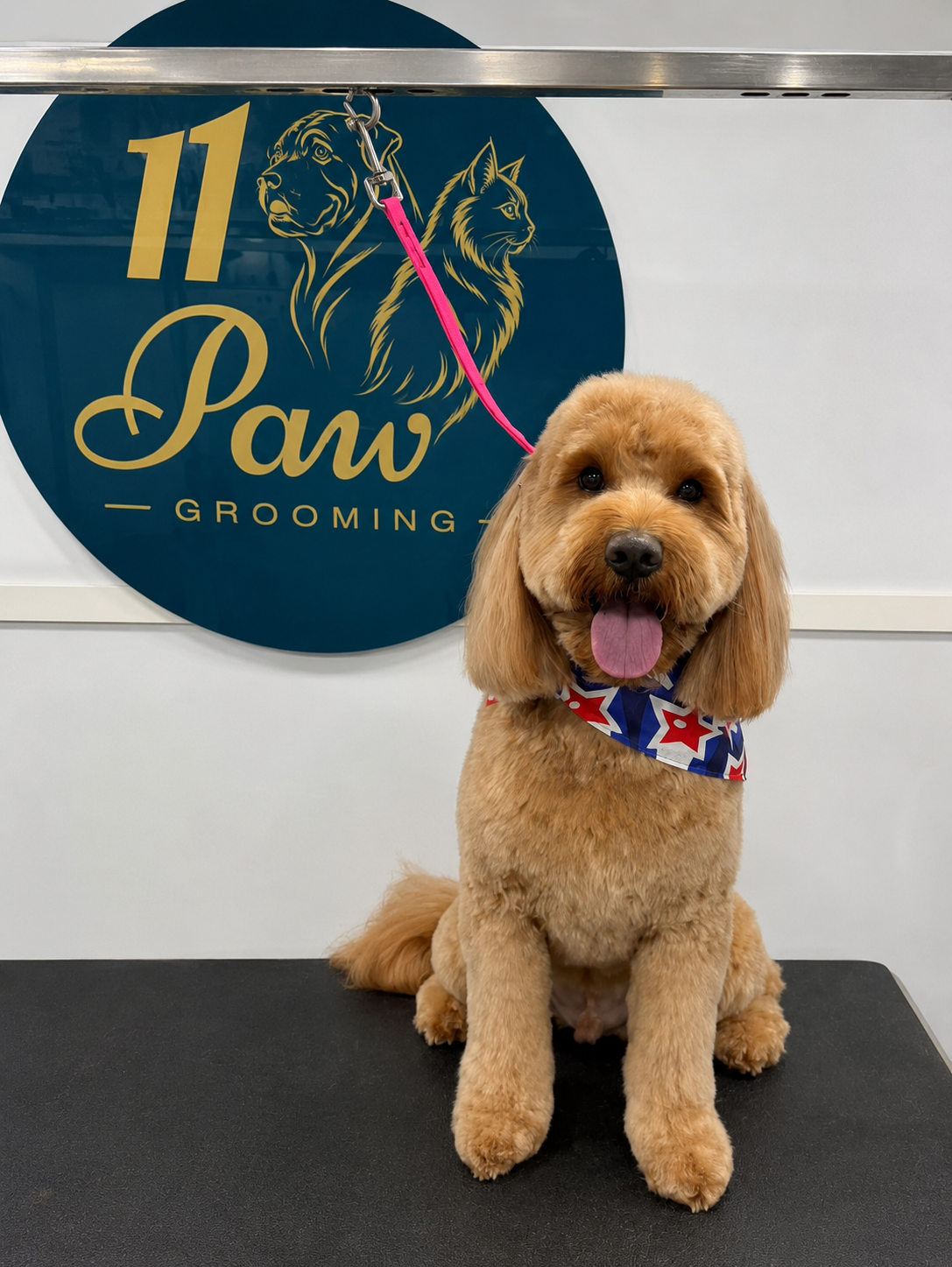 Goldendoodle grooming result