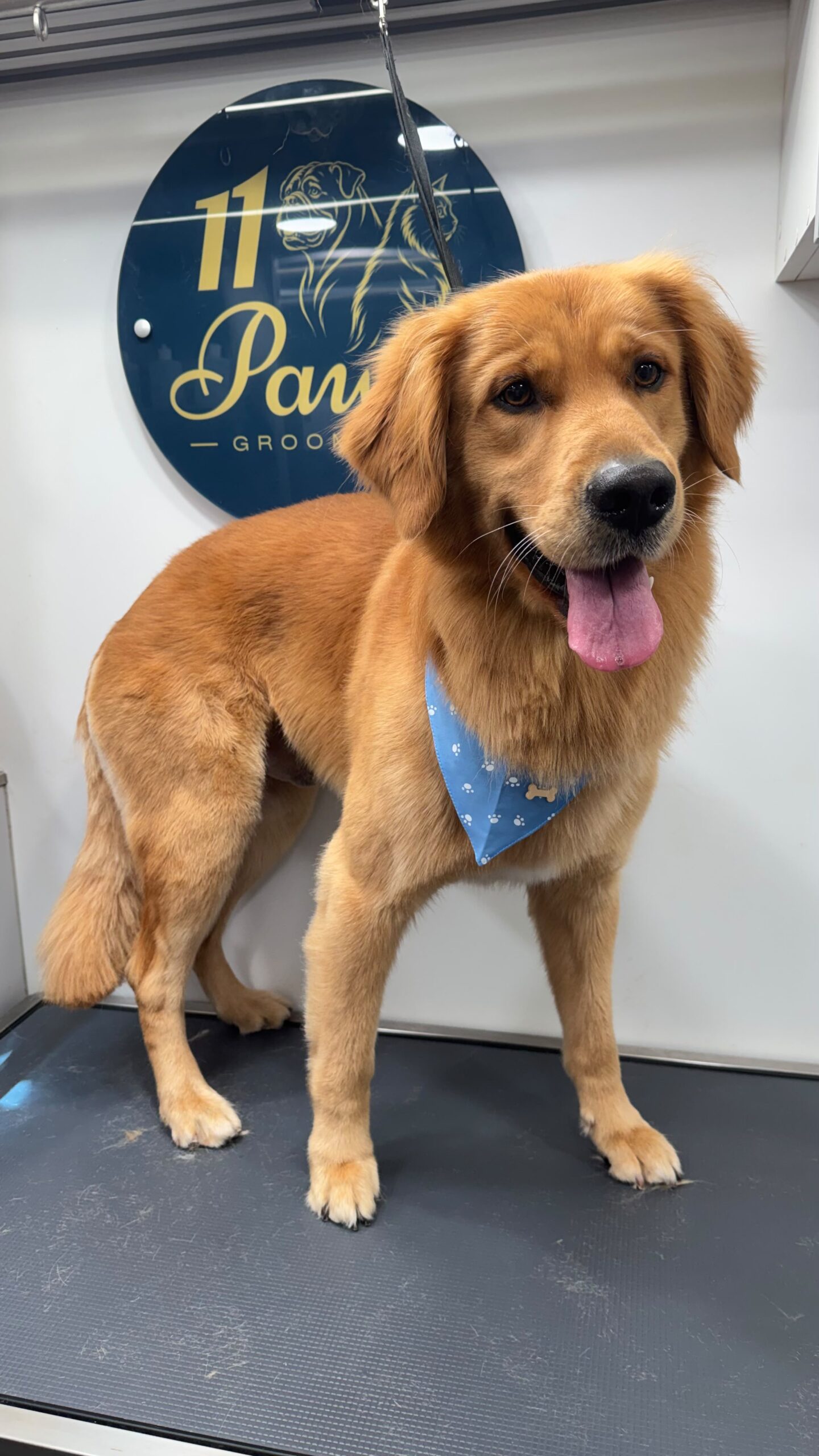 Golden Retriever double coat grooming result