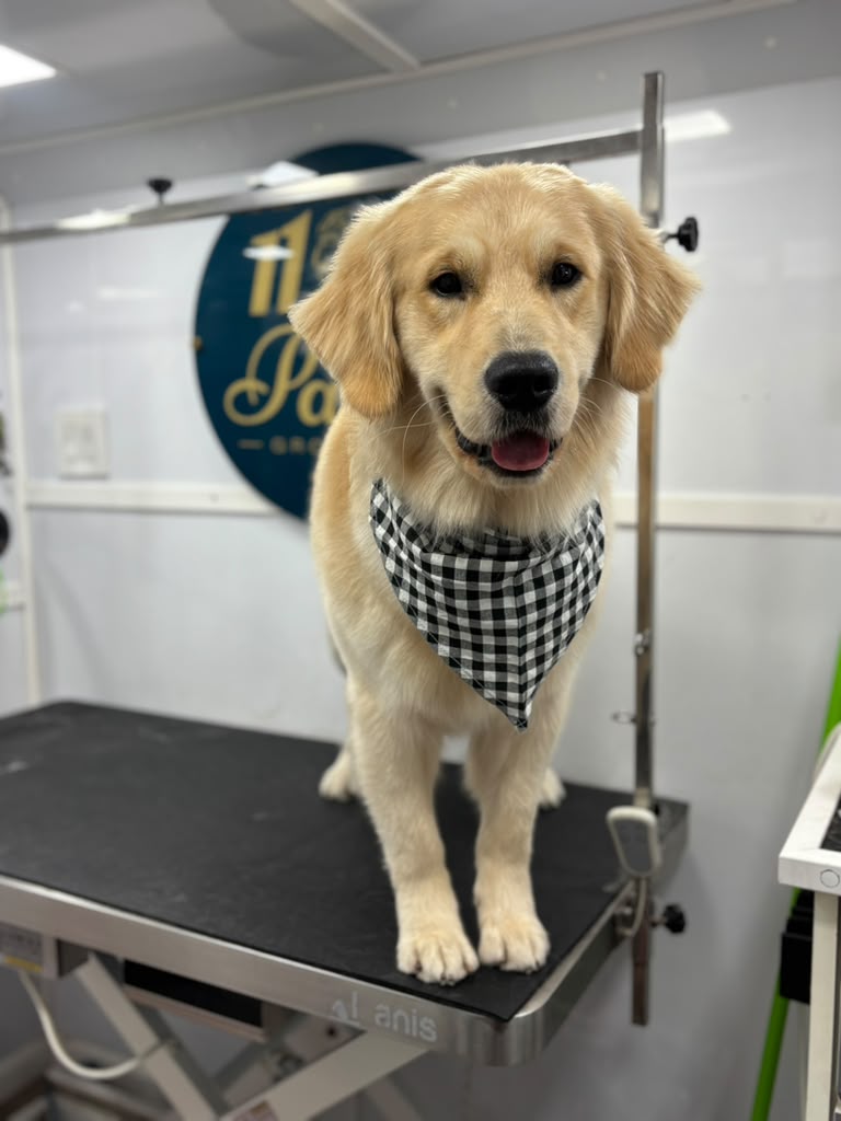 Golden Retriever double coat grooming result