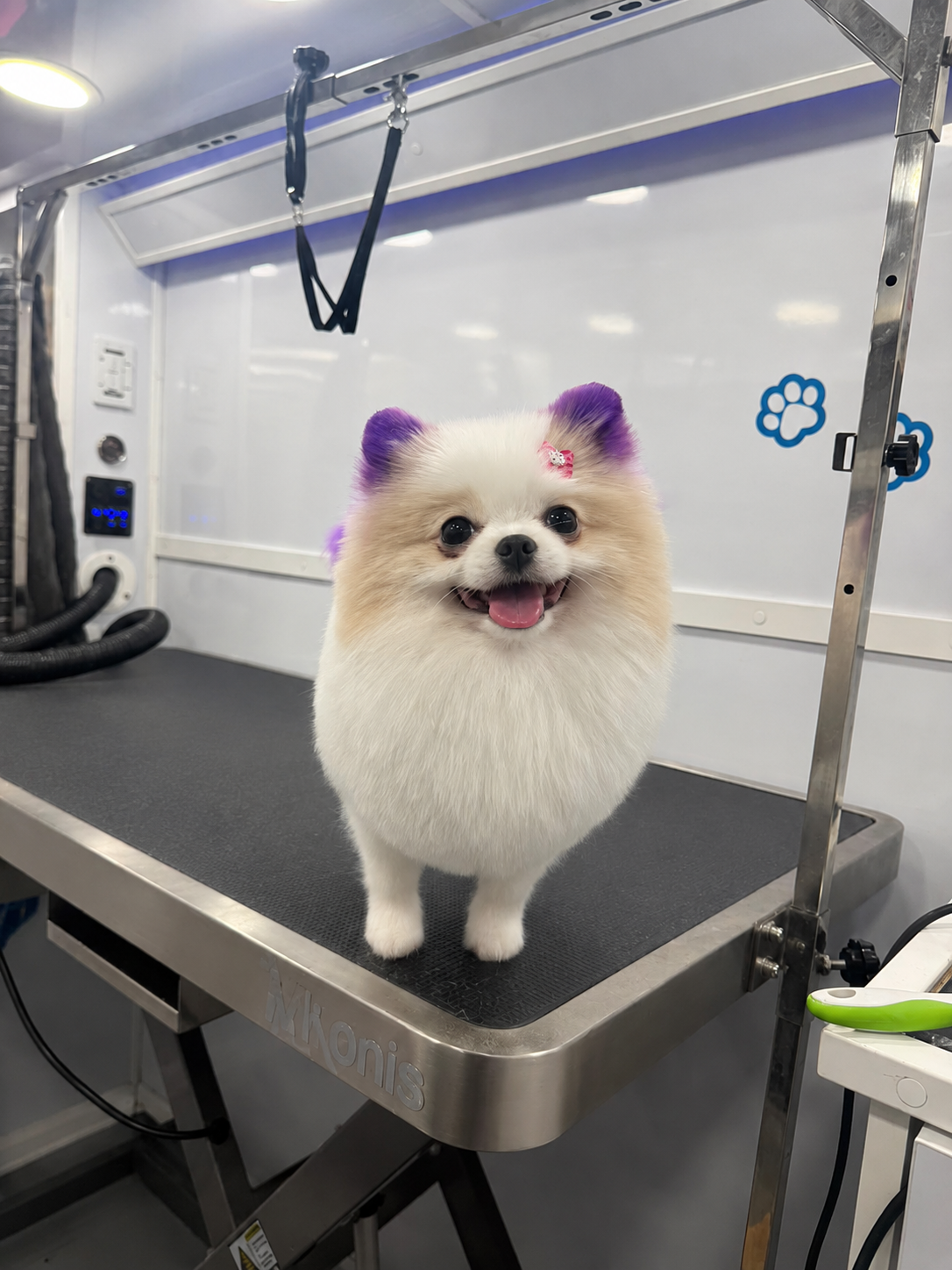 Pomeranian grooming result