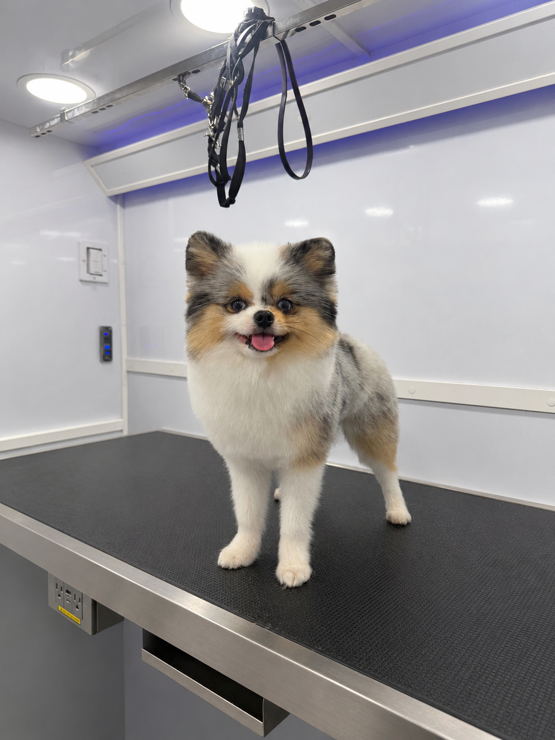 Pomeranian grooming result