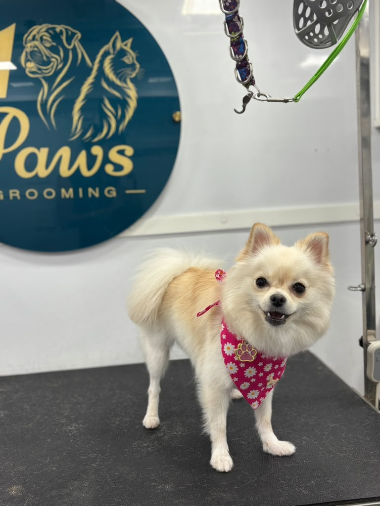Pomeranian grooming result
