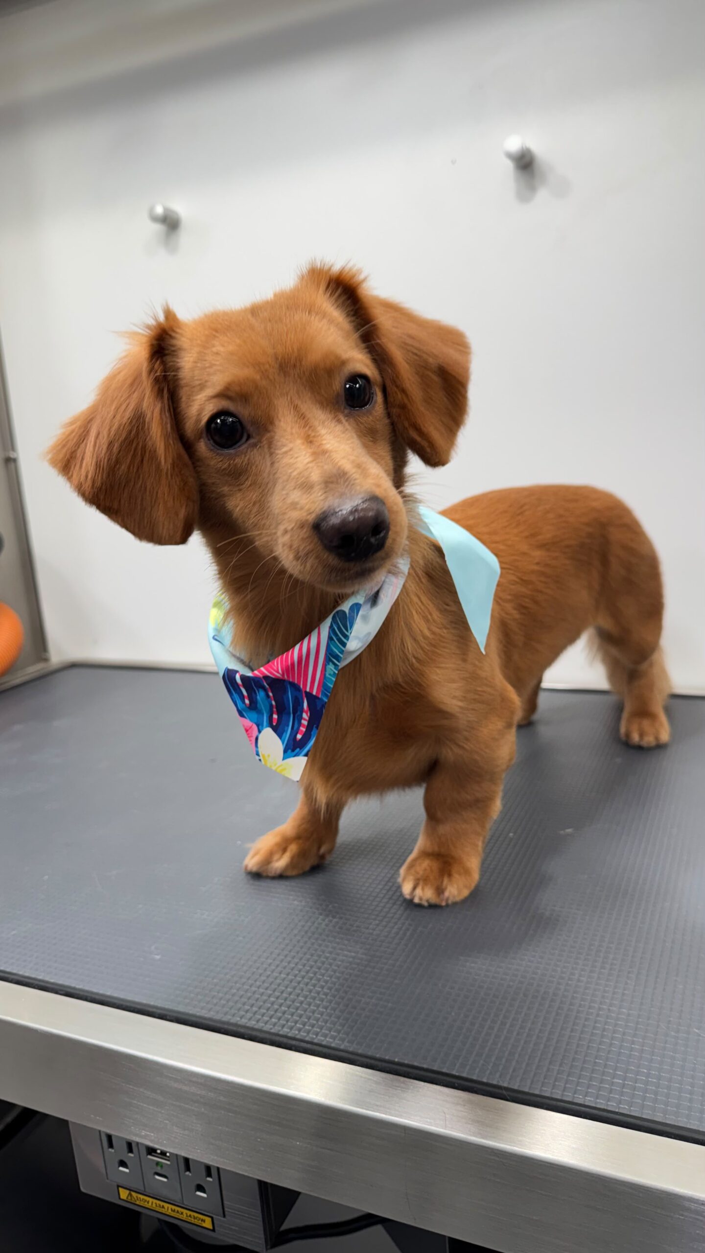 Dachshund grooming result