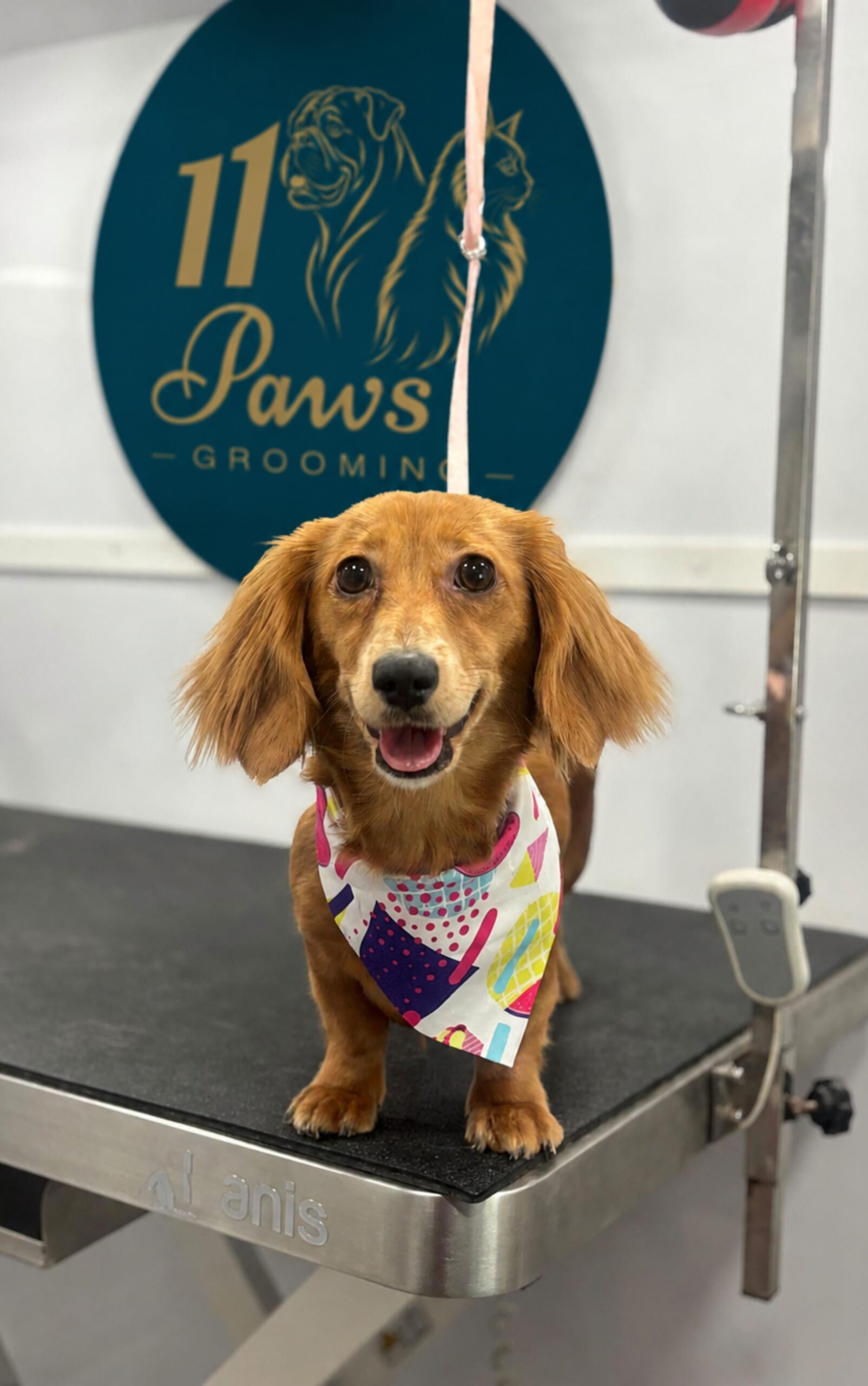 Dachshund grooming result
