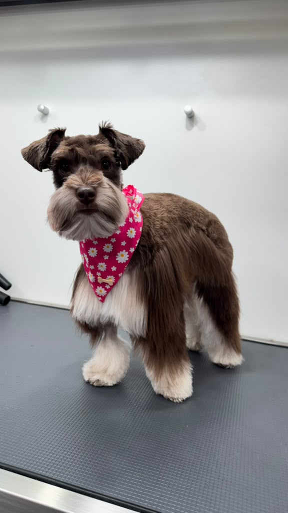 Schnauzer grooming result